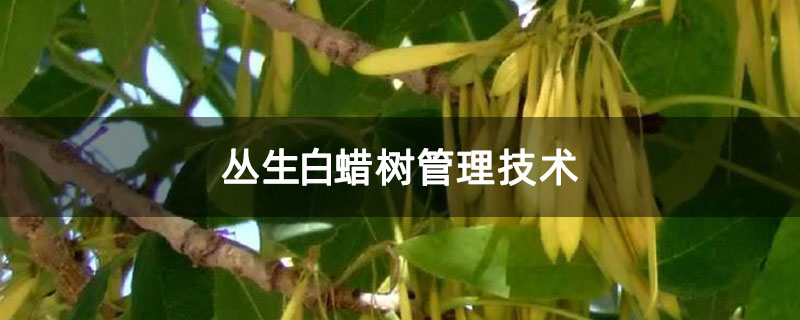 叢生白蠟樹管理技術