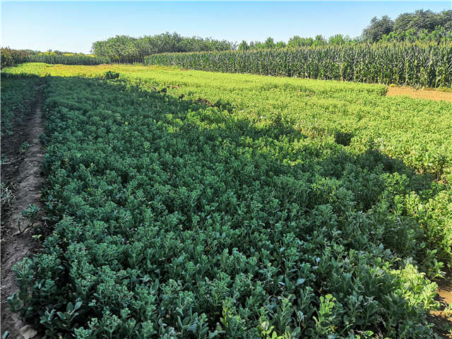 沭陽長景園林八寶景天種植基地實拍圖片