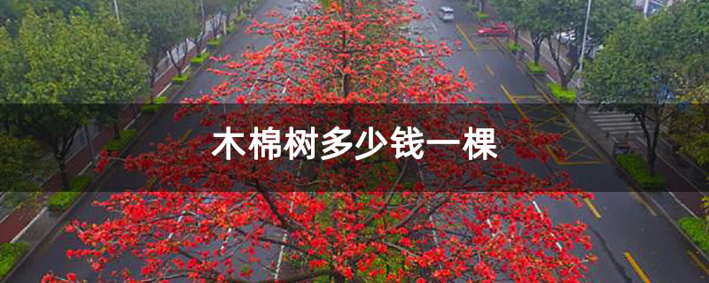 木棉樹多少錢一棵