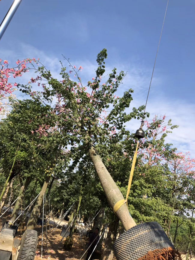 木棉花怎么種植?木棉花種植方法