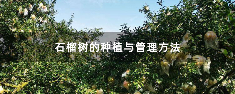 石榴基地