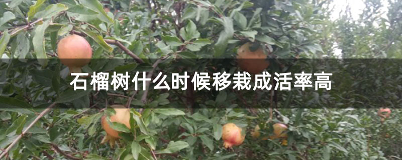 石榴樹什么時(shí)候移栽成活率高