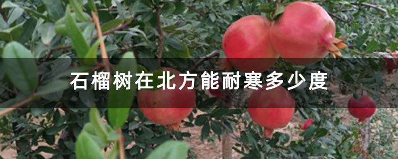 石榴樹(shù)在北方能耐寒多少度