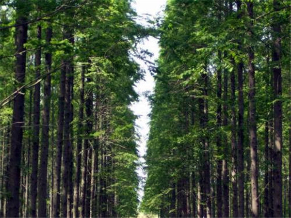 江蘇水杉基地實拍圖片