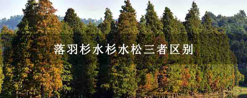 落羽杉水杉水松三者區別