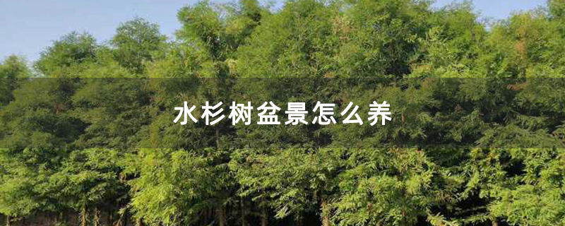 水杉樹盆景怎么養