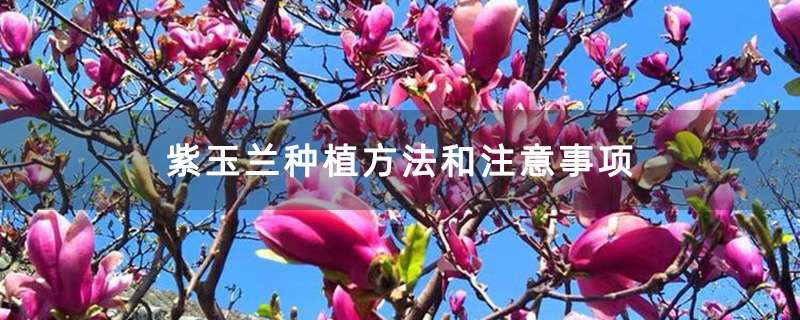 盛花期的紫玉蘭