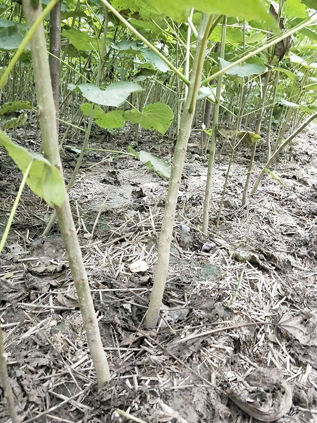 楸樹小苗價格多少錢一棵?2020年最新楸樹小苗價格