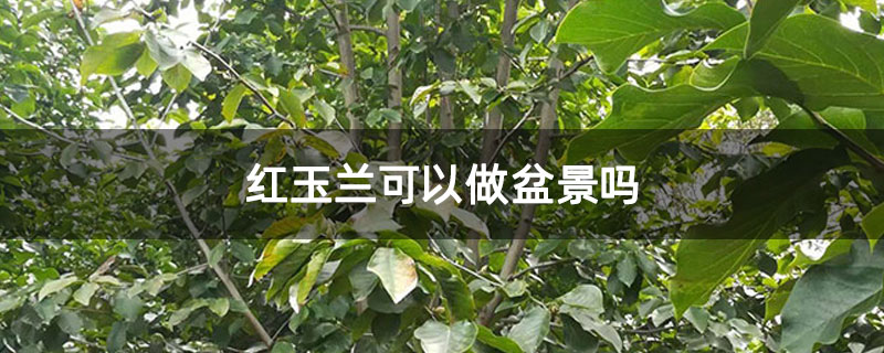 紅玉蘭可以做盆景嗎