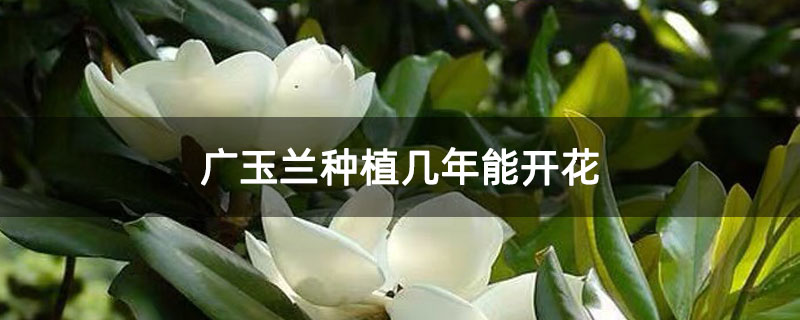 廣玉蘭種植幾年能開花