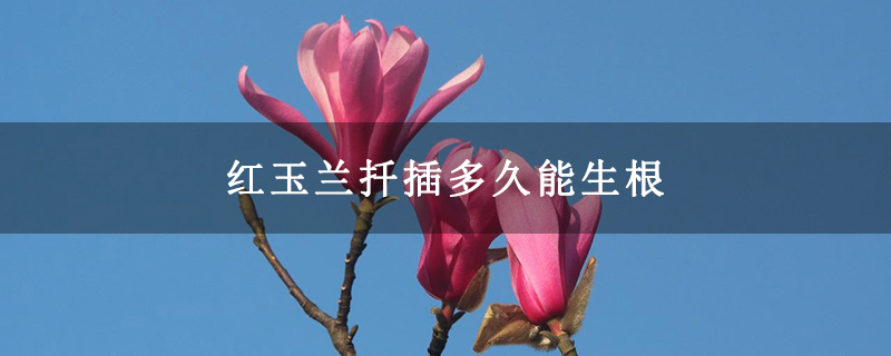 紅玉蘭扦插多久能生根