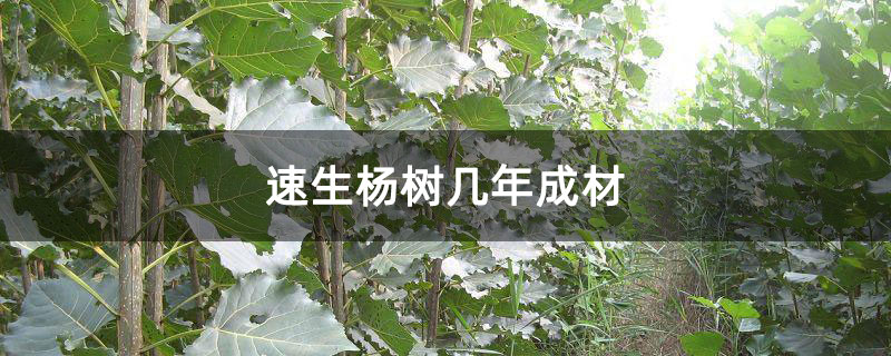 速生楊樹幾年成材
