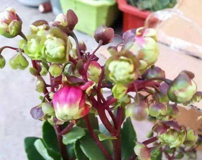 重瓣宮燈長壽花