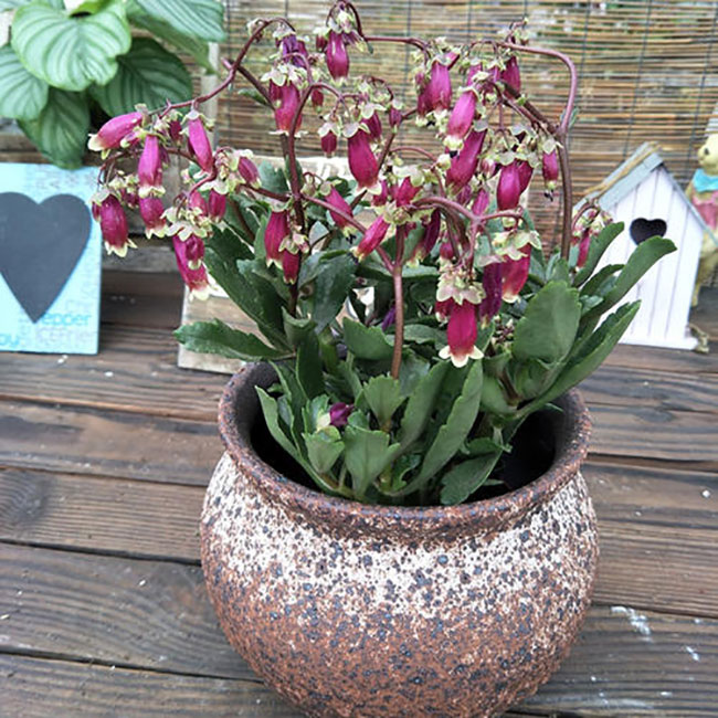 重瓣宮燈長壽花