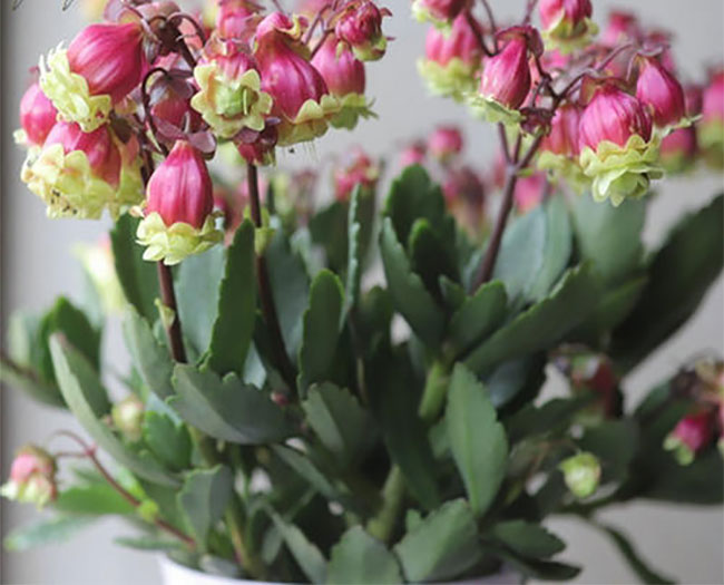 重瓣宮燈長壽花