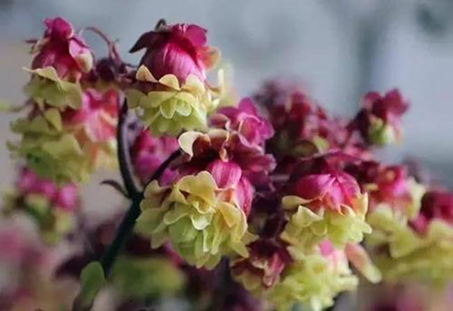 重瓣宮燈長壽花