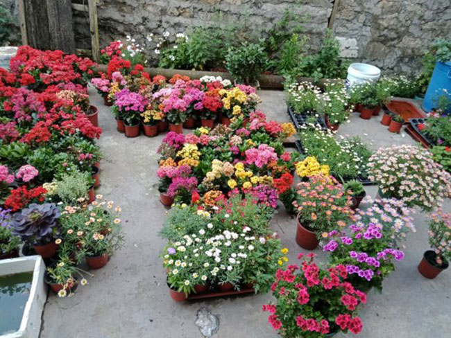 秋季長(zhǎng)壽花不能修剪，要不然半年無花！