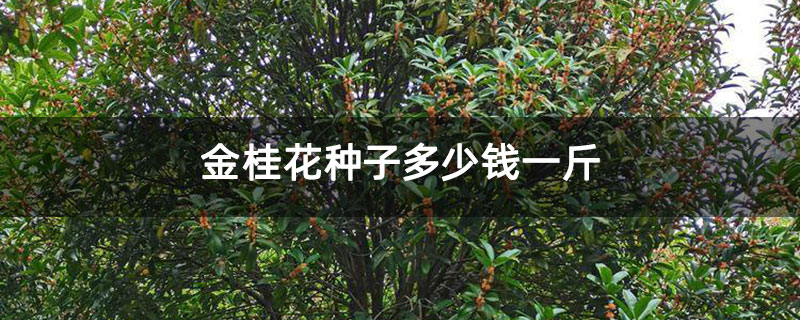 金桂花種子多少錢一斤