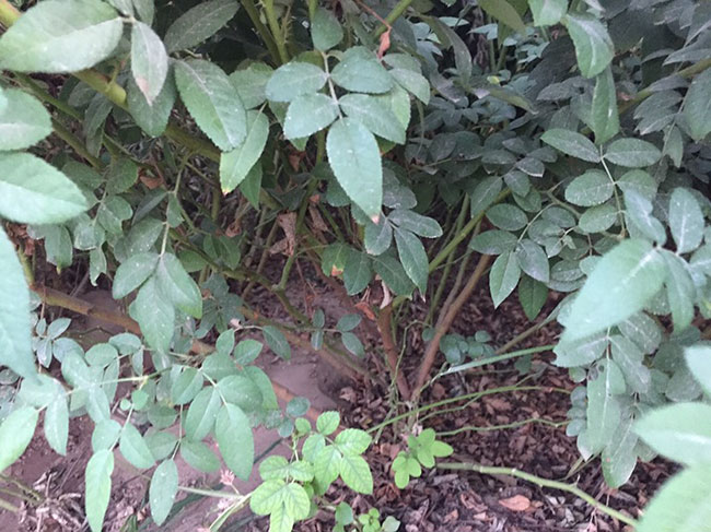 薔薇多少錢一棵?2020年薔薇價(jià)格最新價(jià)格