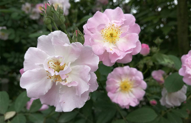薔薇多少錢一棵?2020年薔薇價(jià)格最新價(jià)格
