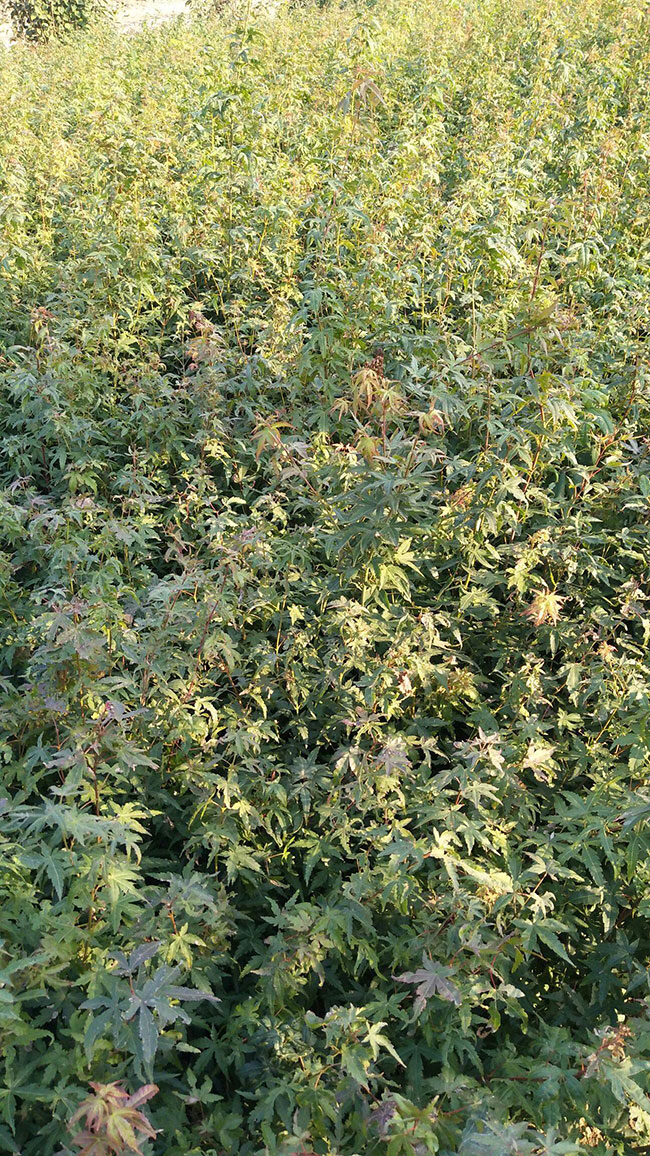 雞爪槭栽培養(yǎng)護(hù)要點(diǎn)，你都知道嗎？