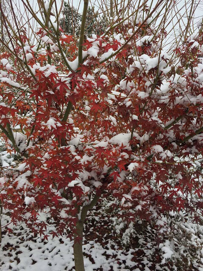 雞爪槭多少錢一棵?2020年雞爪槭價(jià)格最新價(jià)格