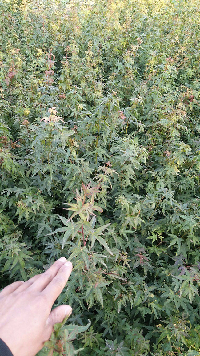 雞爪槭苗價(jià)格多少錢(qián)一棵?2020年雞爪槭最新價(jià)格