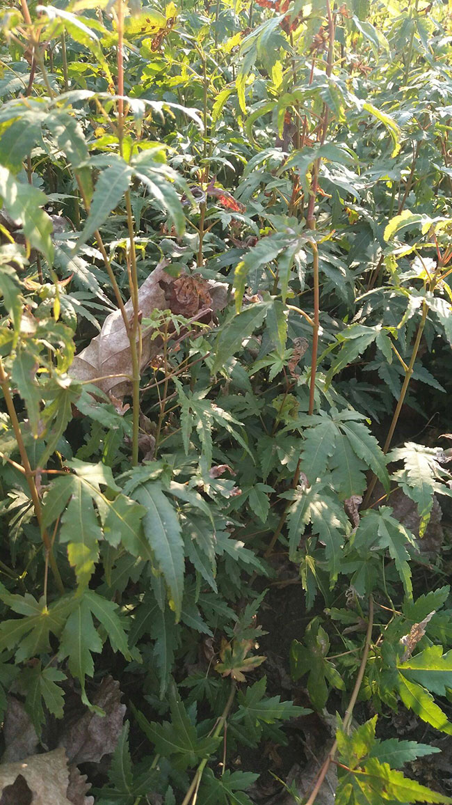 雞爪槭苗價(jià)格多少錢(qián)一棵?2020年雞爪槭最新價(jià)格