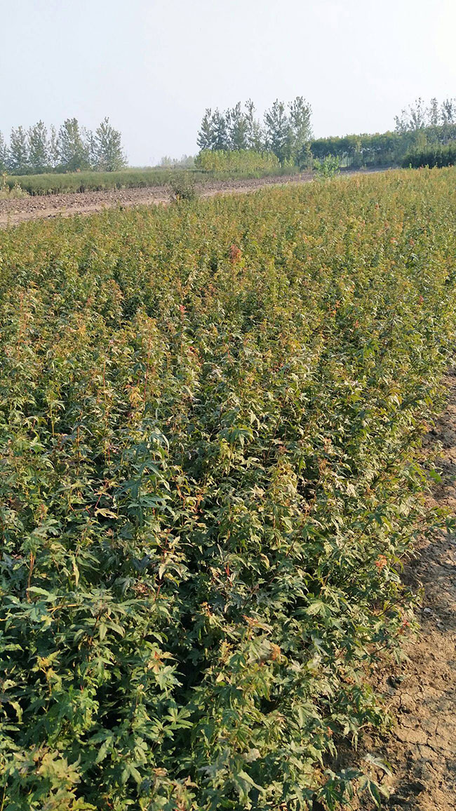 雞爪槭苗價(jià)格多少錢(qián)一棵?2020年雞爪槭最新價(jià)格