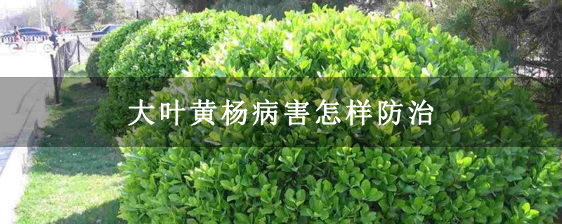 大葉黃楊病害怎樣防治