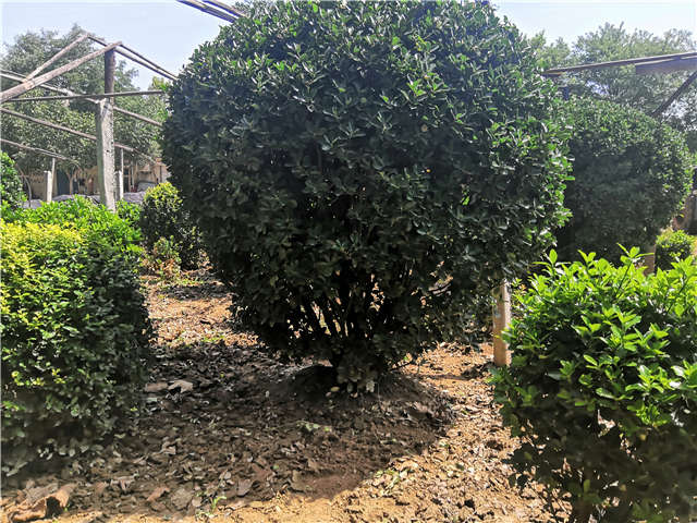 沭陽長景園林供應的大葉黃楊球實拍圖片