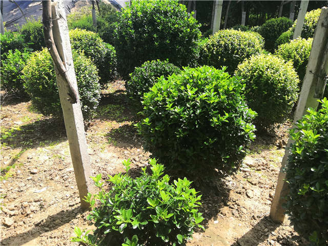 沭陽長景園林供應的大葉黃楊球實拍圖片