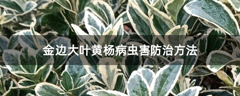 金邊大葉黃楊病蟲害防治方法
