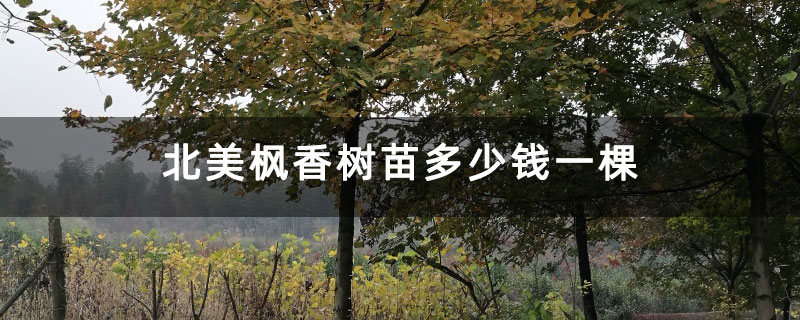 北美楓香樹(shù)苗多少錢(qián)一棵