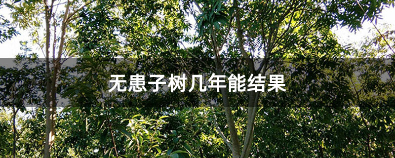 無患子樹幾年能結果