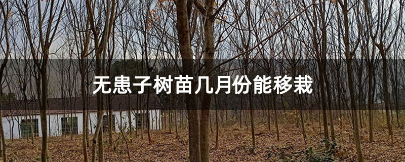 無患子樹苗幾月份能移栽