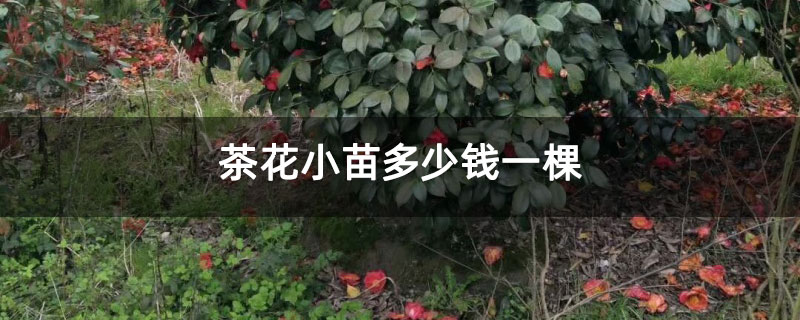 茶花小苗多少錢一棵