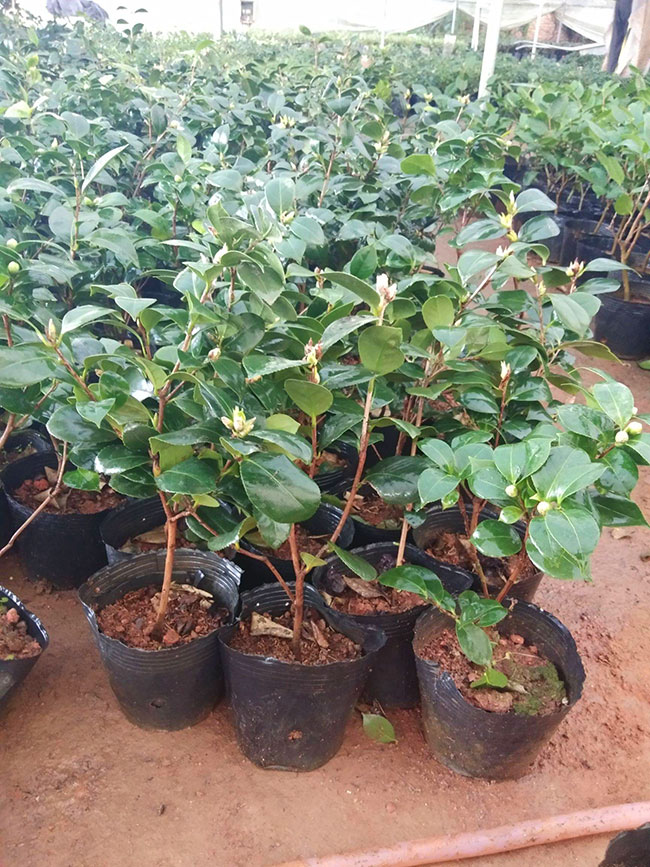 茶花多少錢一棵?2020年茶花價格最新行情預測