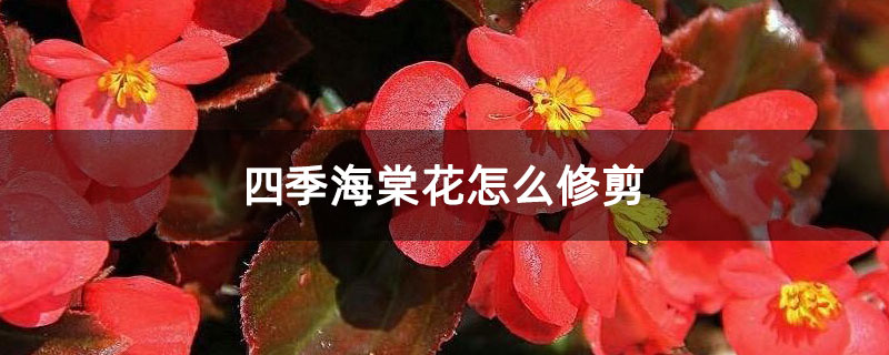 四季海棠花怎么修剪