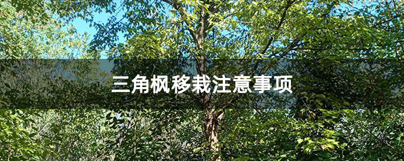 三角楓移栽注意事項