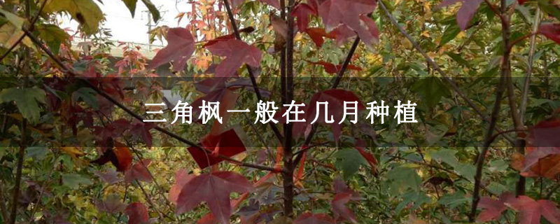 三角楓一般在幾月種植