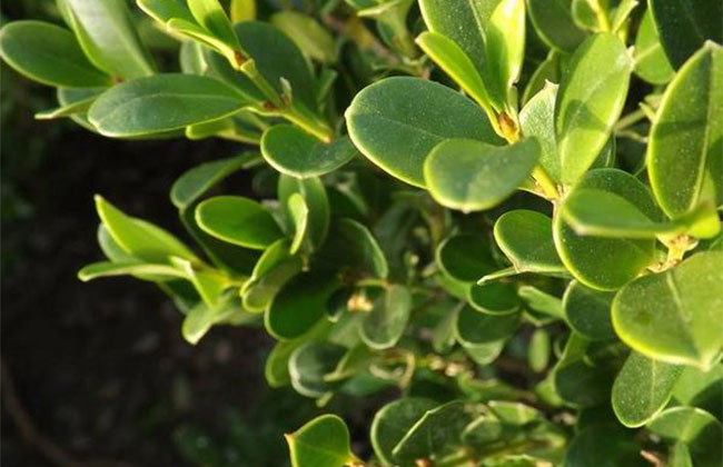 黃楊盆景多少錢一棵?2020年黃楊盆景價格最新價格