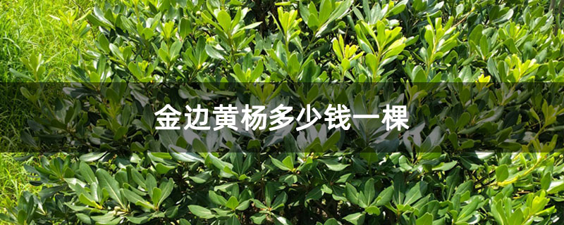 金邊黃楊多少錢一棵