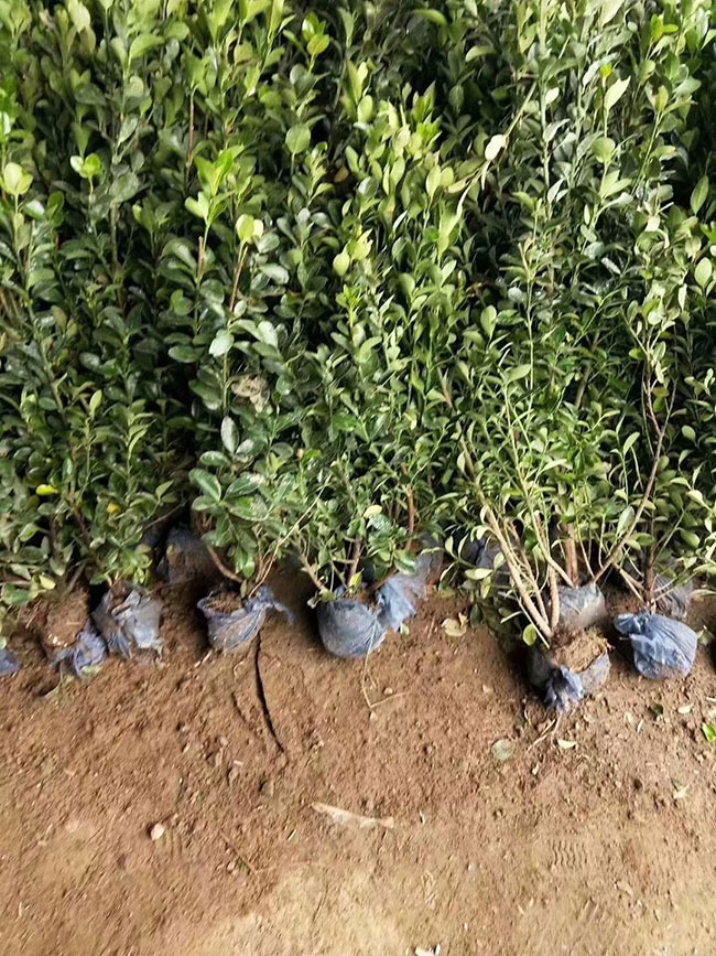 158黃楊多少錢一棵?2020年黃楊價格最新價格