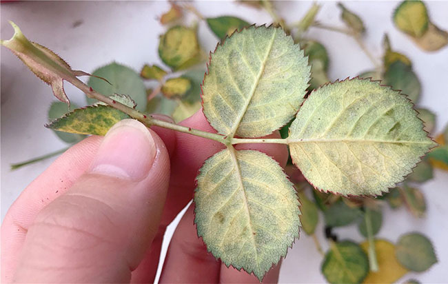 月季紅蜘蛛怎么防治？