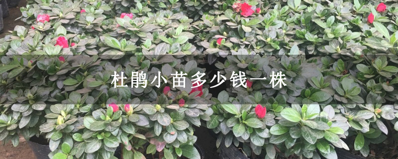 杜鵑小苗多少錢一株