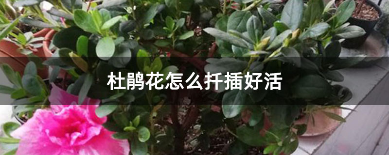 杜鵑花怎么扦插好活