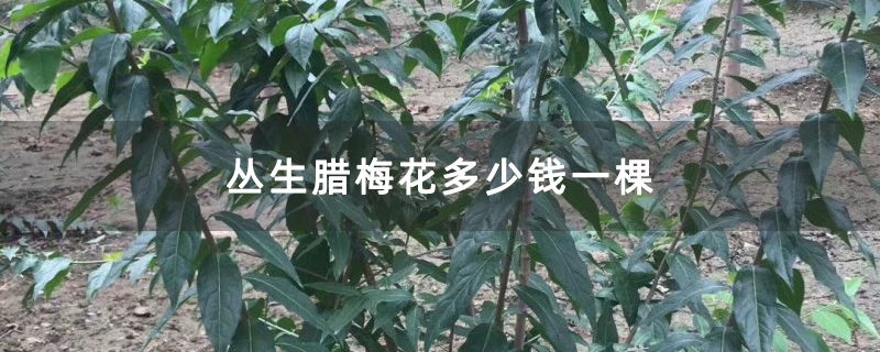 叢生臘梅花多少錢一棵