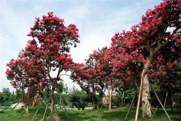 大紅紫薇基地實拍圖片