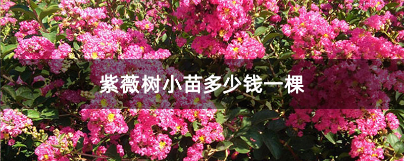 紫薇樹小苗多少錢一棵